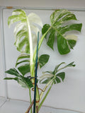 Monstera Variegata (zum aussuchen)