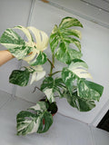 Monstera Variegata (zum aussuchen)