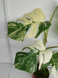 Monstera Variegata (zum aussuchen)