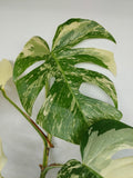 Monstera Variegata (zum aussuchen)