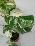 Monstera Variegata (zum aussuchen)