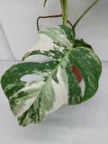 Monstera Variegata (zum aussuchen)