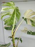 Monstera Variegata (zum aussuchen)