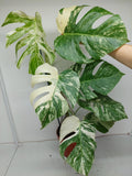 Monstera Variegata (zum aussuchen)