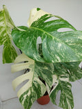 Monstera Variegata (zum aussuchen)