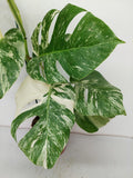 Monstera Variegata (zum aussuchen)