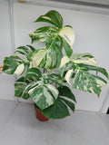 Monstera Variegata (zum aussuchen)