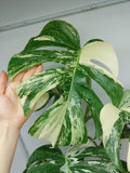 Monstera Variegata (zum aussuchen)