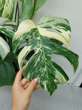 Monstera Variegata (zum aussuchen)