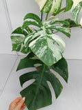 Monstera Variegata (zum aussuchen)