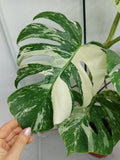 Monstera Variegata (zum aussuchen)