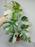 Monstera Variegata (zum aussuchen)