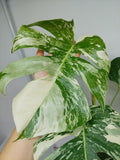 Monstera Variegata (zum aussuchen)