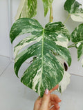 Monstera Variegata (zum aussuchen)