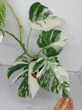 Monstera Variegata (zum aussuchen)