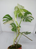 Monstera Variegata (zum aussuchen)