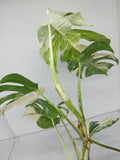 Monstera Variegata (zum aussuchen)