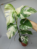 Monstera Variegata (zum aussuchen)