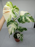 Monstera Variegata (zum aussuchen)