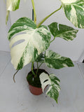 Monstera Variegata (zum aussuchen)