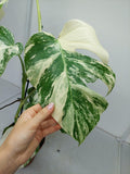 Monstera Variegata (zum aussuchen)