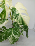 Monstera Variegata (zum aussuchen)