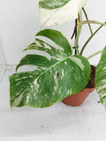 Monstera Variegata (zum aussuchen)