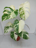 Monstera Variegata (zum aussuchen)