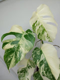 Monstera Variegata (zum aussuchen)