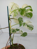 Monstera Variegata (zum aussuchen)