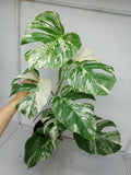 Monstera Variegata (zum aussuchen)