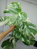 Monstera Variegata (zum aussuchen)