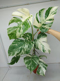 Monstera Variegata (zum aussuchen)