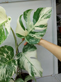 Monstera Variegata (zum aussuchen)