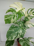 Monstera Variegata (zum aussuchen)