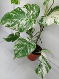 Monstera Variegata (zum aussuchen)