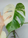 Monstera Variegata (zum aussuchen)