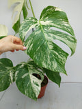 Monstera Variegata (zum aussuchen)