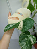 Monstera Variegata (zum aussuchen)