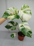 Monstera Variegata (zum aussuchen)