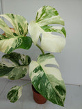 Monstera Variegata (zum aussuchen)