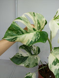 Monstera Variegata (zum aussuchen)