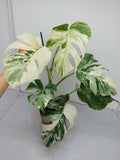 Monstera Variegata (zum aussuchen)