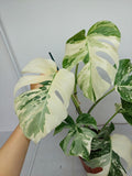 Monstera Variegata (zum aussuchen)