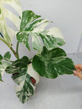 Monstera Variegata (zum aussuchen)