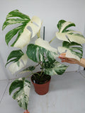 Monstera Variegata (zum aussuchen)