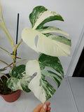 Monstera Variegata (zum aussuchen)