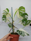 Monstera Variegata (zum aussuchen)