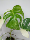 Monstera Variegata (zum aussuchen)