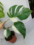 Monstera Variegata (zum aussuchen)